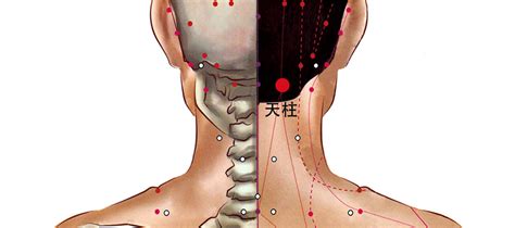 天助穴|天柱准确位置图和作用及功效